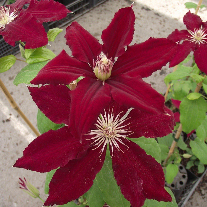 Clematis viticella 'Evipo016'  - Rebecca™ Clematis - Shipped