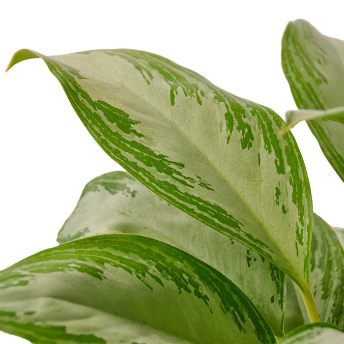 Chinese Evergreen 'Silver Bay'