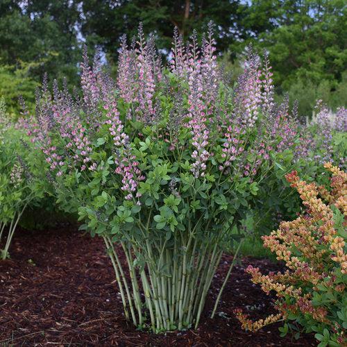 PW® Decadence® Deluxe Pink Truffles False Indigo - Shipped