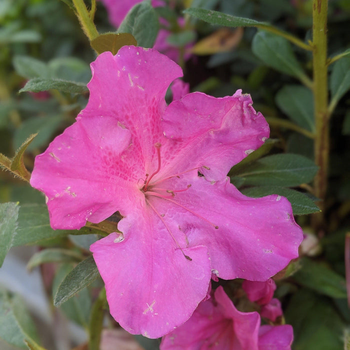 Rhododendron ‘Roblec’  - Encore® Autumn Carnation™ Azalea - Shipped