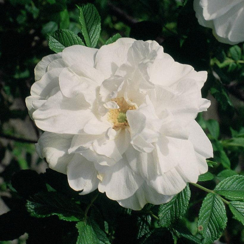 Blanc Double De Coubert Rose - Shipped