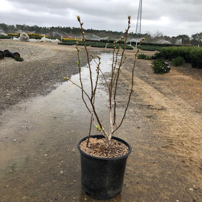 Vaccinium corymbosum 'Duke'  - Duke Highbush Blueberry - Shipped