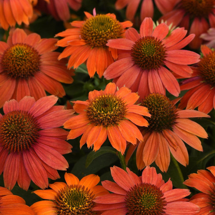Echinacea 'PAS1257973'  - Artisan™ Red Ombre Coneflower - Shipped