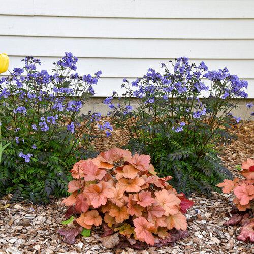 Heuchera 'Toffee Tart' PP33,694  - Dolce® Toffee Tart Heuchera - Shipped