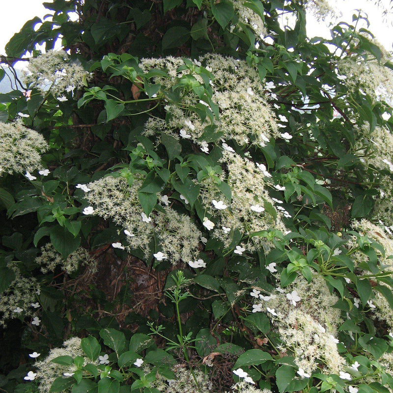 Climbing Hydrangea - Shipped