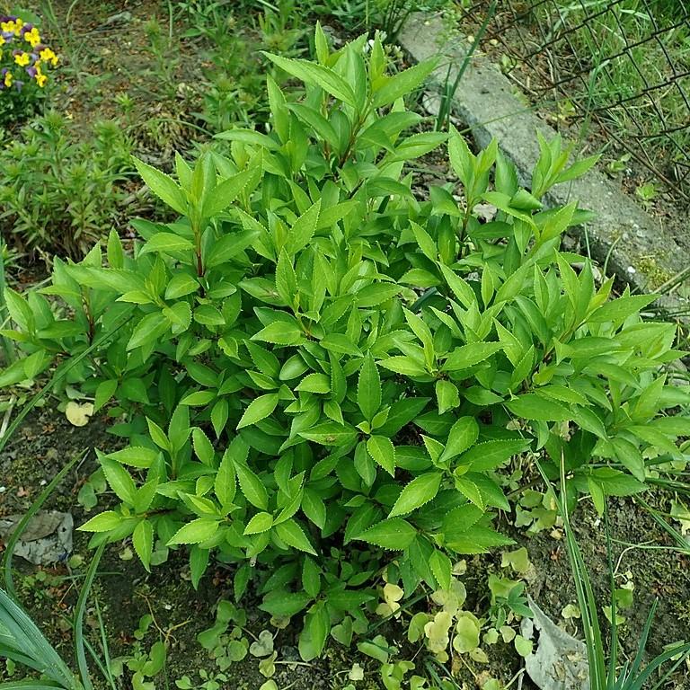 Lynwood Gold Forsythia - Shipped
