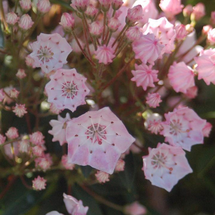 Tinkerbell Mountain Laurel - Shipped
