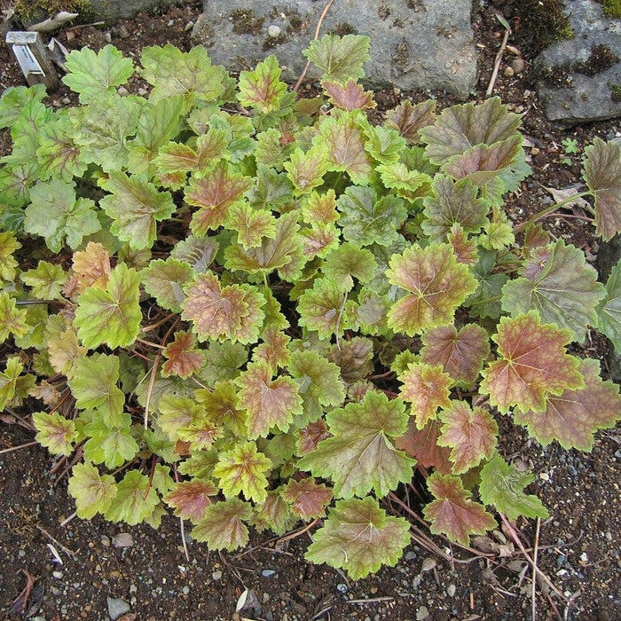 Heuchera americana  - Coral Bells - Shipped