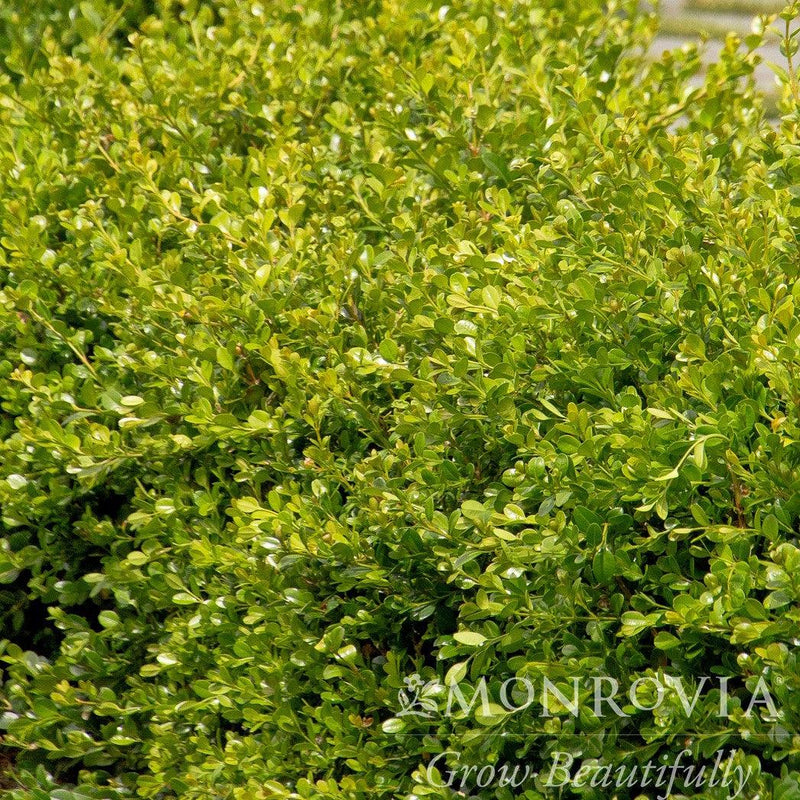 Green Gem Boxwood - Shipped