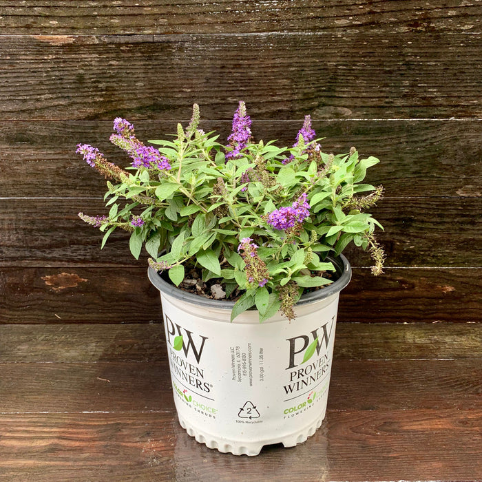 Buddleia davidii 'SMNBDBT' PP#28,794  - Pugster Blue® Dwarf Butterfly Bush - Shipped