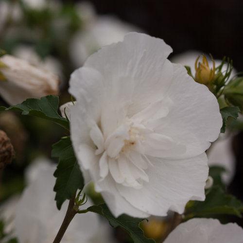 White Chiffon® Rose of Sharon - Shipped