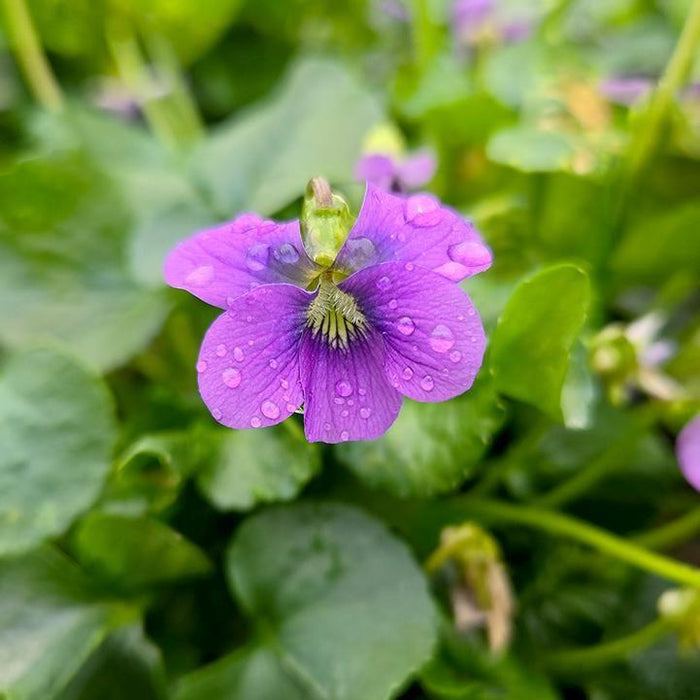 Viola sororia  - Common Blue Violet - Shipped
