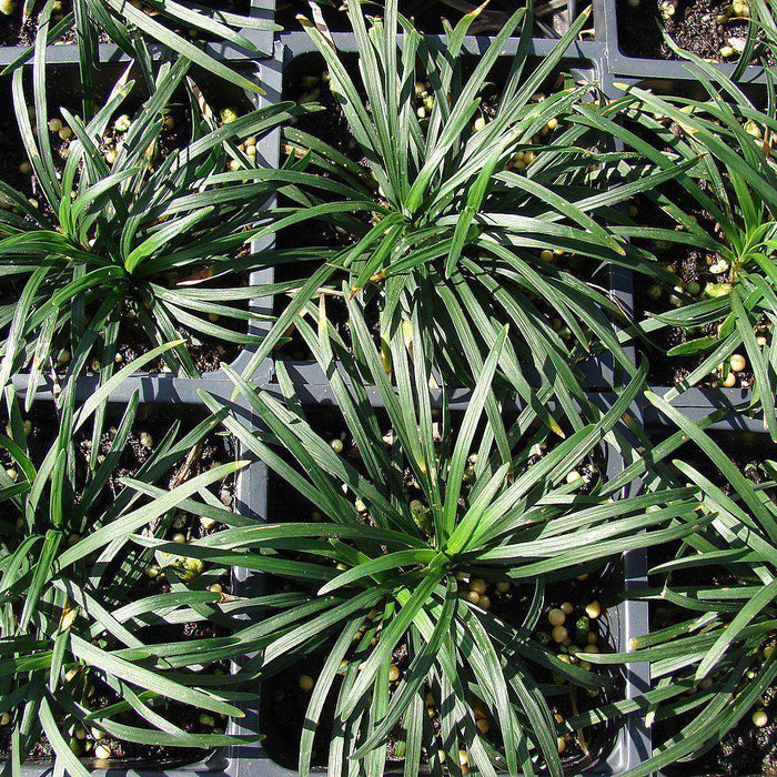 Ophiopogon japonicus 'Nanus'  - Dwarf Mondo Grass - Shipped