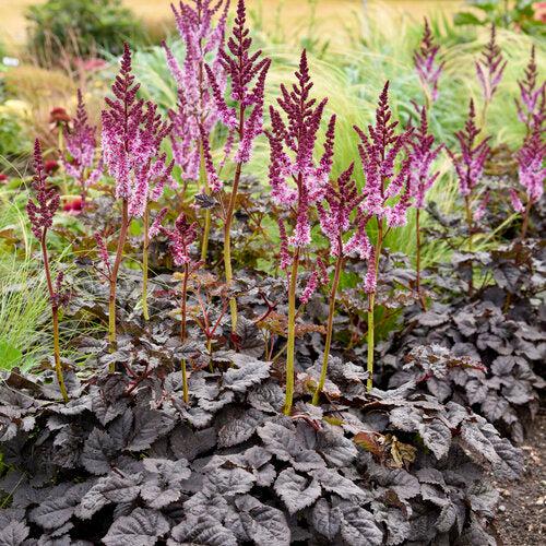 Astilbe 'Dark Side of the Moon'  - Dark Side of the Moon Astilbe - Shipped