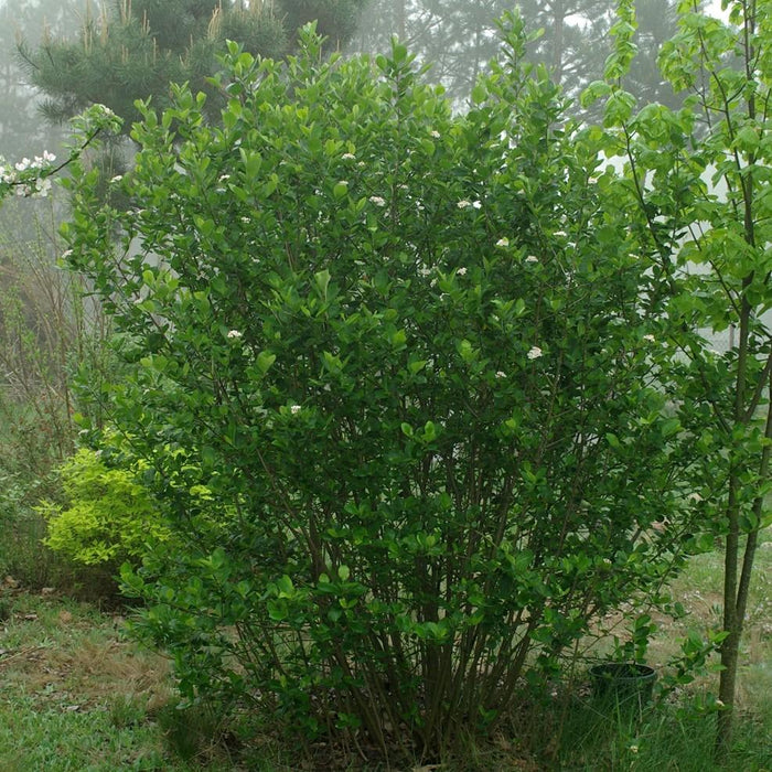 Aronia melanocarpa  - Black Chokeberry - Shipped