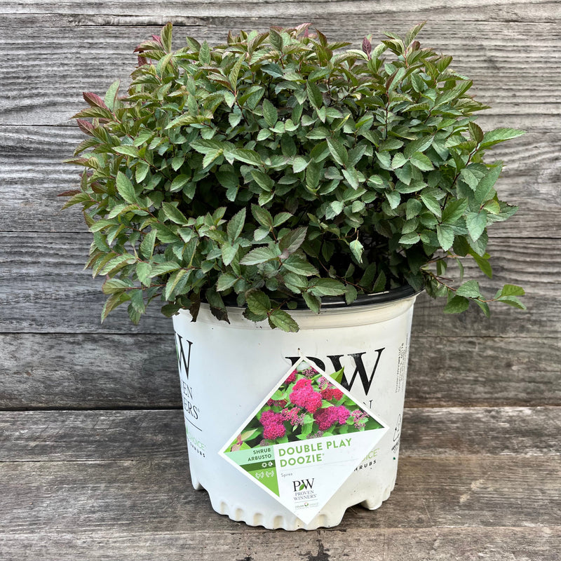 Double Play® Doozie Spirea - Shipped