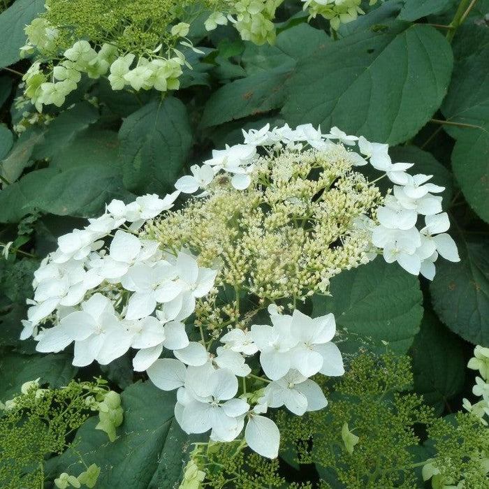 Hydrangea arborescens 'Haas' Halo'  - Haas' Halo Hydrangea - Shipped