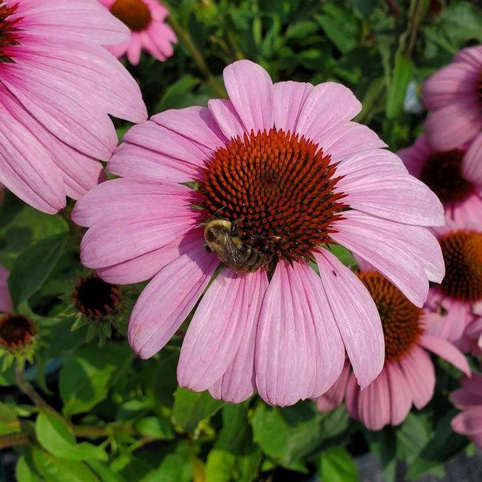 Echinacea purpurea 'Prairie Splendor'  - Prairie Splendor Echinacea - Shipped