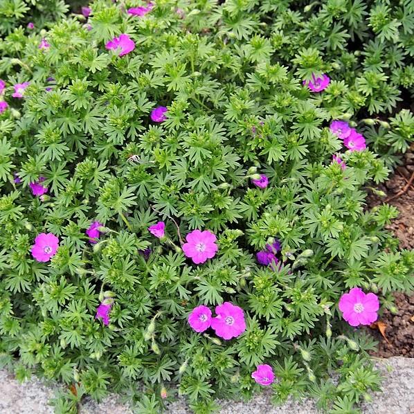 Maz Frei Bloody Cranesbill - Shipped
