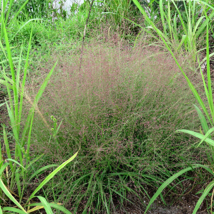Eragrostis spectabilis  - Purple Lovegrass - Shipped