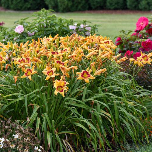 Hemerocallis 'Tiger Swirl'  - Rainbow Rhythm® Tiger Swirl Daylily - Shipped