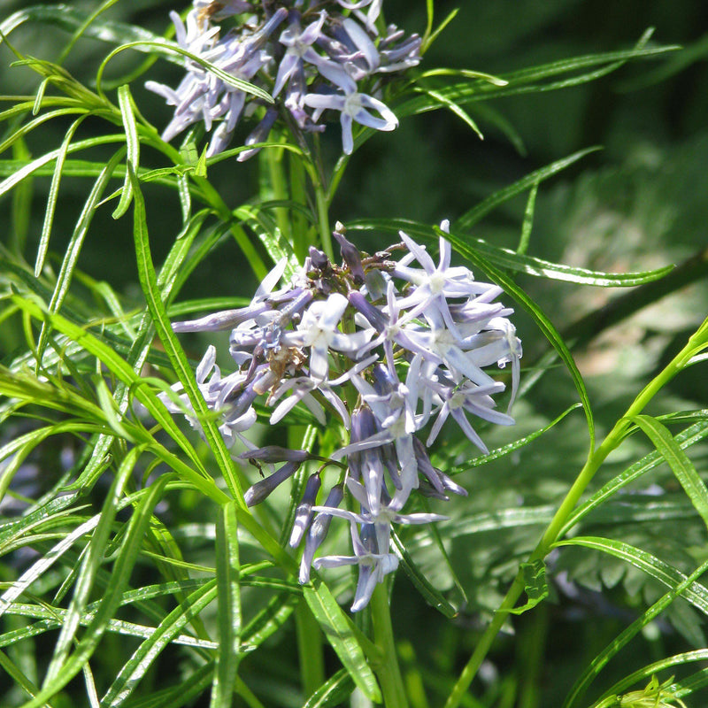 Threadleaf Blue Star, Arkansas Blue Star - Shipped