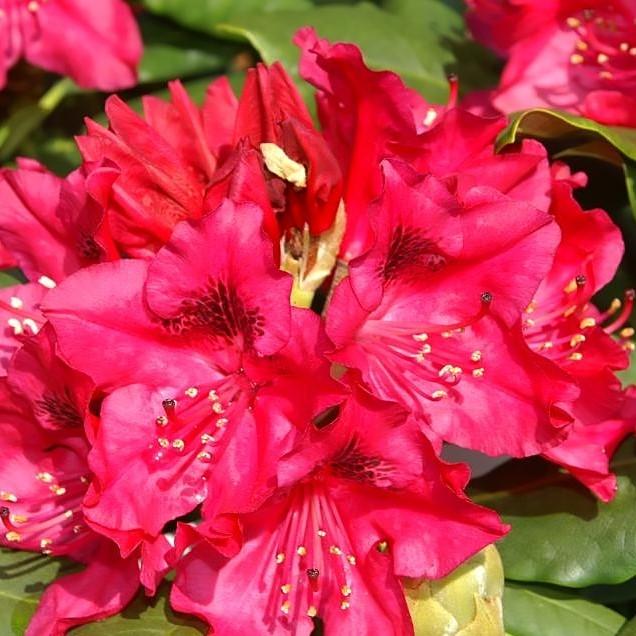Nova Zembla Rhododendron - Shipped