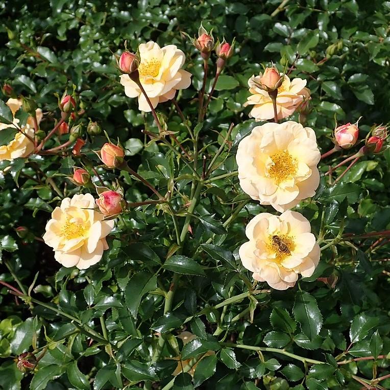Flower Carpet® Amber Rose - Shipped