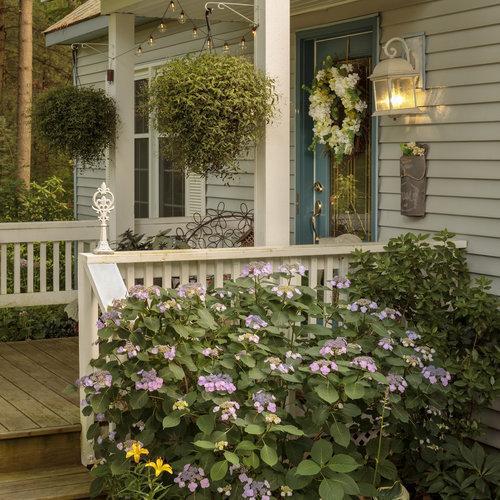 Tuff Stuff™ Hydrangea - Shipped