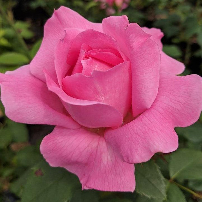 Rosa 'LIMformosa'  - True Inspiration Rose - Shipped