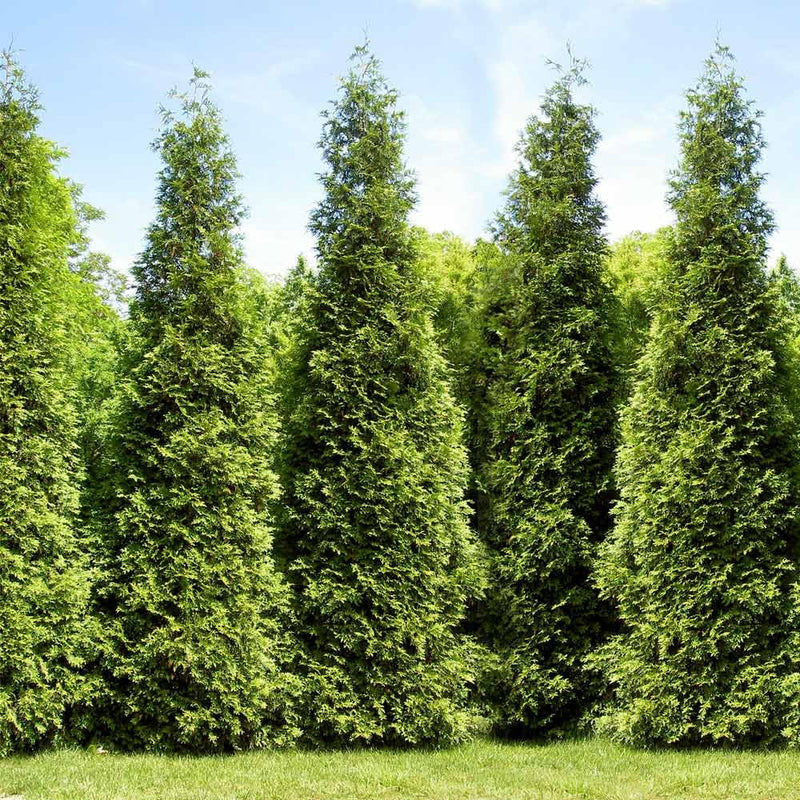 Thuja x 'Junior Giant' - Shipped