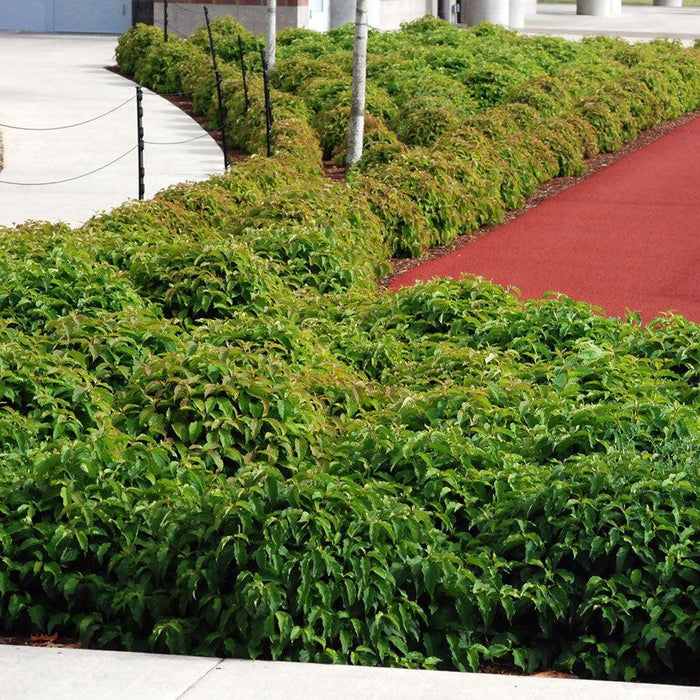 Cornus sericea 'Kelseyi'  - Kelseyi Red Twig Dogwood - Shipped