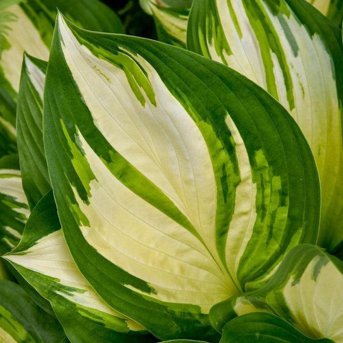 Hosta 'Miss America' PP32,068  - PW® Shadowland® Miss America Hosta - Shipped