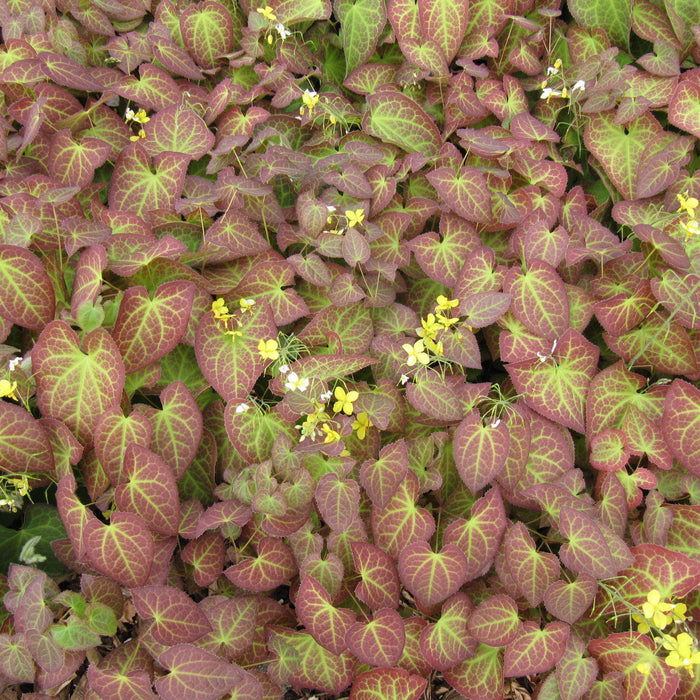 Epimedium x perralchicum 'Frohnleiten'  - Frohnleiten Barrenwort, Bishop's Hat - Shipped