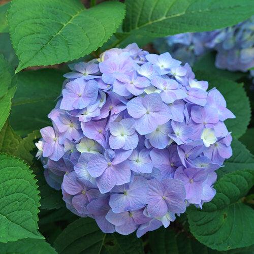 Let's Dance® Sky View® Hydrangea - Shipped