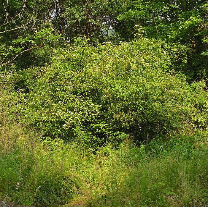 Cornus amomum  - Silky Dogwood - Shipped