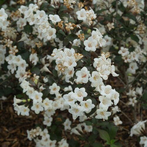 Weigela florida 'SMNWFGC'  - Wine & Spirits® Weigela - Shipped