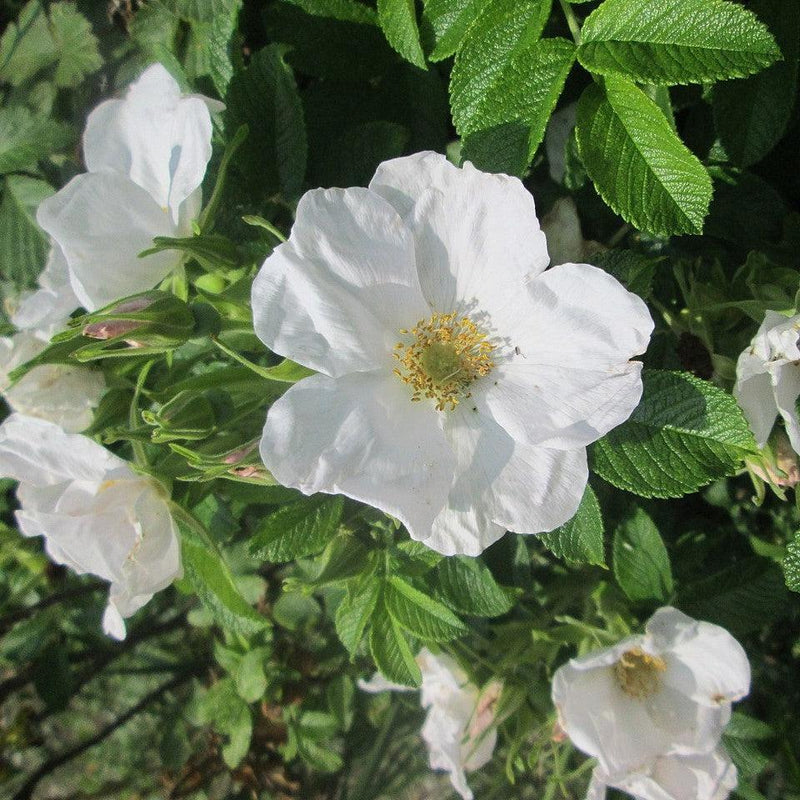 White Rugosa Rose - Shipped