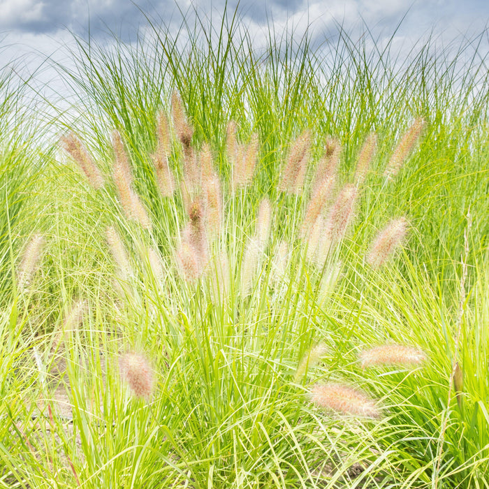Pennisetum alopecuroides 'JS Jommenik' PP #27,435  - Lumen Gold™ Fountain Grass