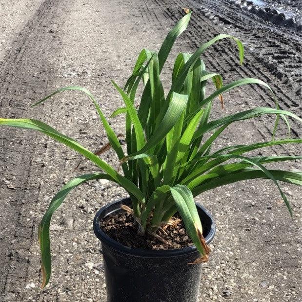Happy Returns Daylily - Shipped