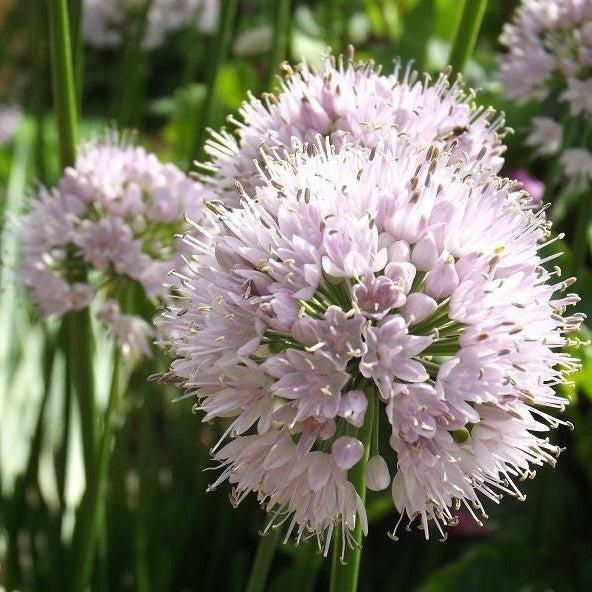 Summer Beauty Ornamental Onion - Shipped