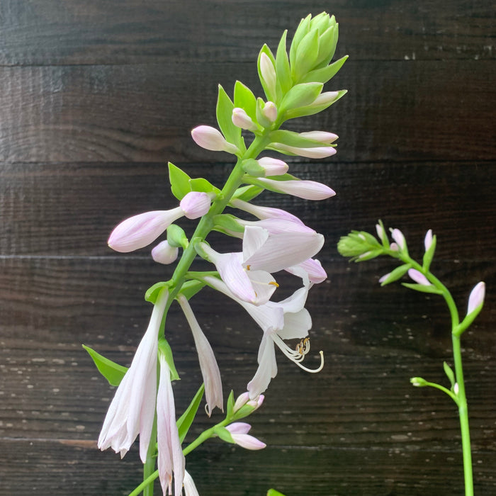 Hosta 'Guacamole'  - Guacamole Hosta - Shipped
