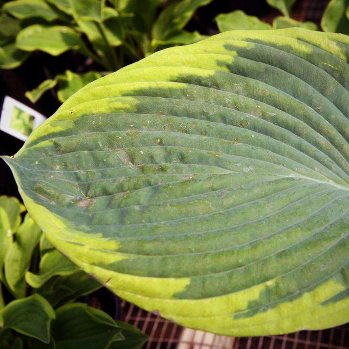 Frances Williams Hosta - Shipped
