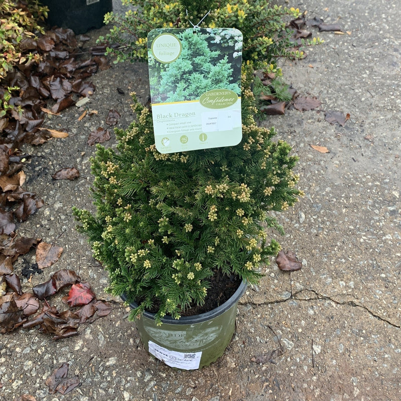 Black Dragon Japanese Cedar - Shipped
