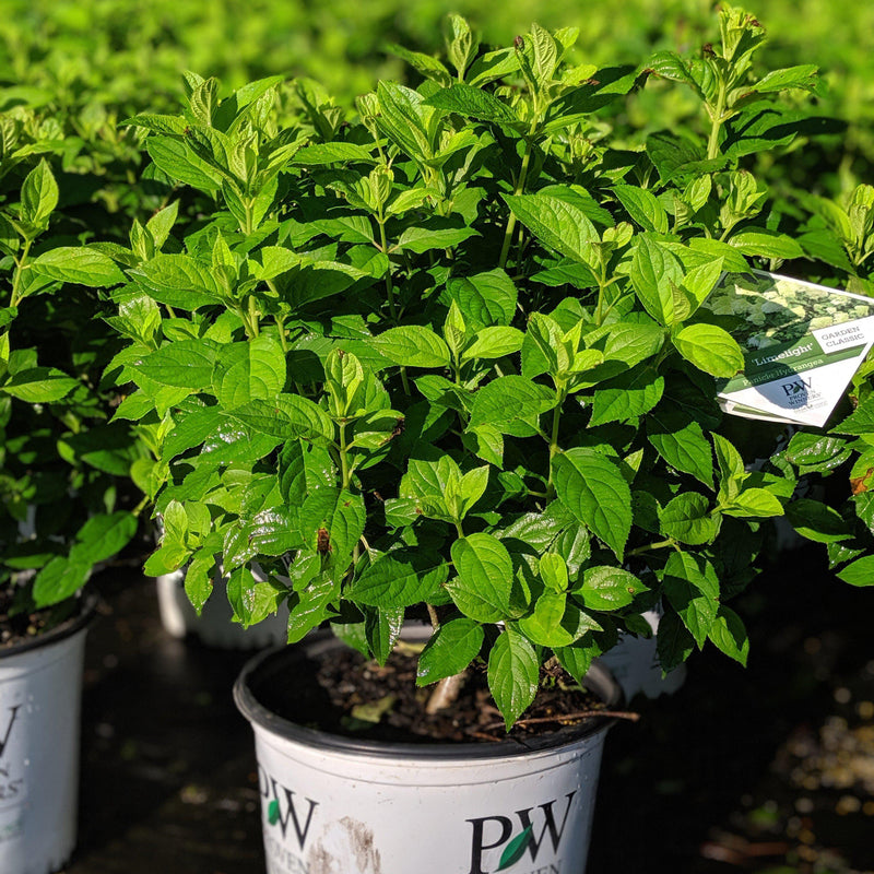 Proven Winners® Limelight® Hydrangea - Shipped