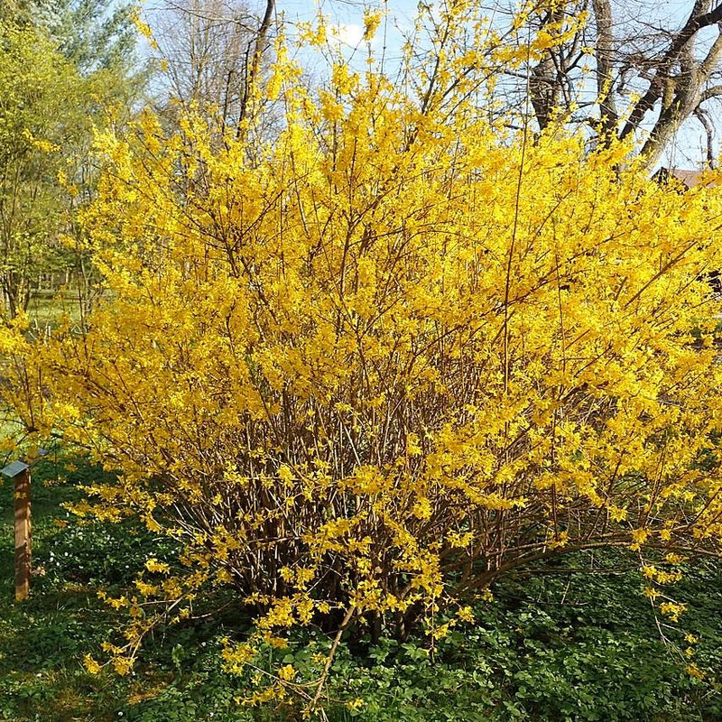 Lynwood Gold Forsythia - Shipped