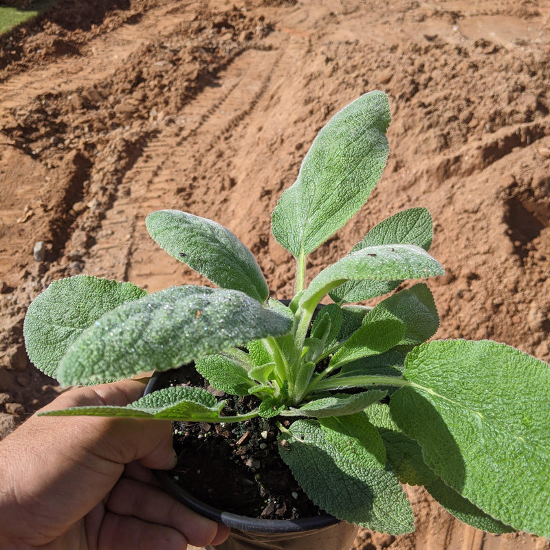 Giant Lamb's Ear - Shipped