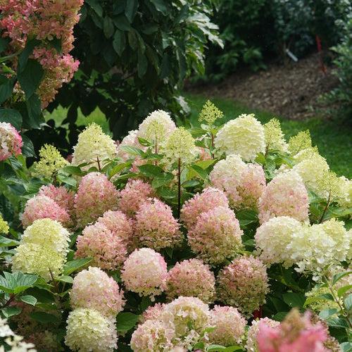 Proven Winners® Fire Light Tidbit® Hydrangea - Shipped
