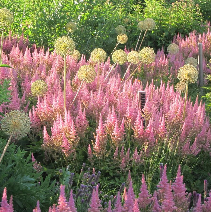 Astilbe chinensis 'Vision in Pink'  - Vision in Pink Chinese Astilbe - Shipped