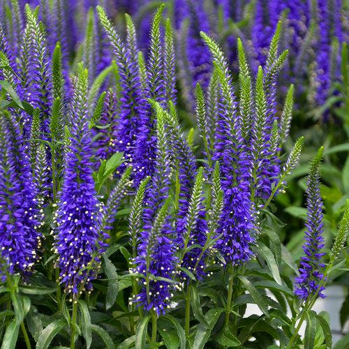 PW® Magic Show® Wizard of Ahhs Veronica - Shipped